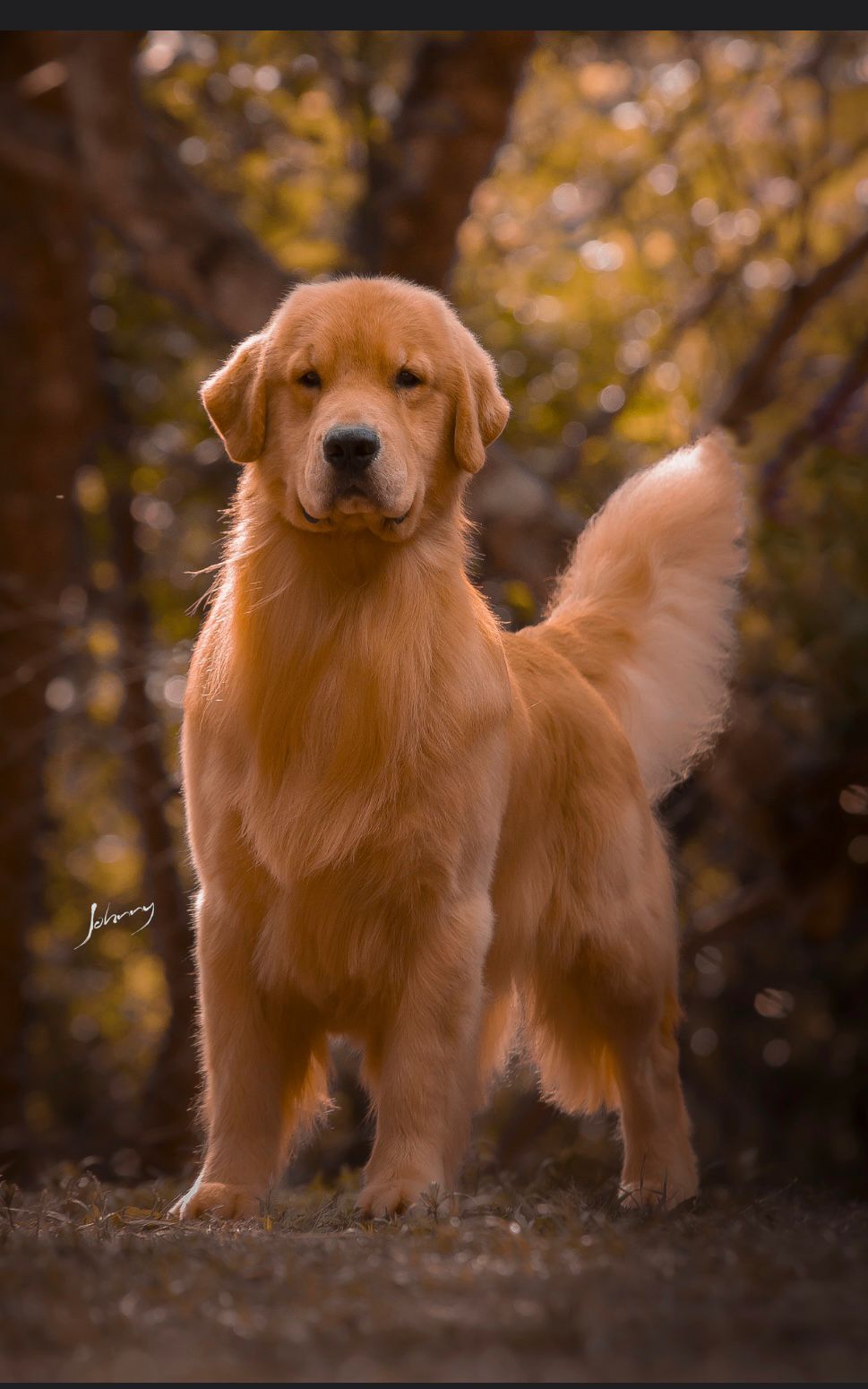 Exemplar Winkel's Golden